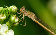 Siberian Winter Damsel (Female, Sympecma paedisca)